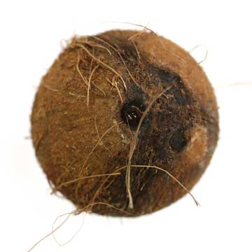 De-Smaak-te-pakken-Kokos